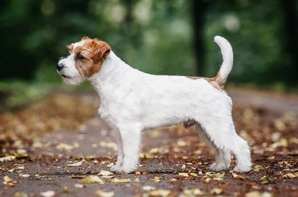 Lovely Orange Running Rony - Jack Russell teriér Bohemia Point
