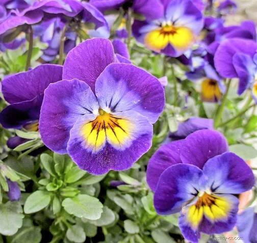 Violka rohatá (Viola cornuta)