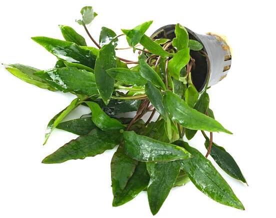 Cryptocoryne Affinis: Ultimate Care Guide - Fish Laboratory