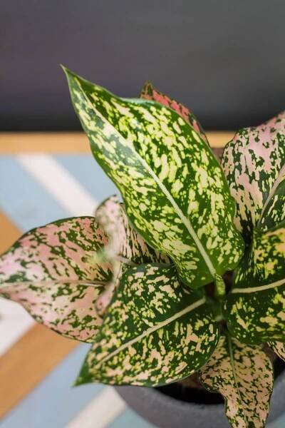 Aglaonema ‘Pink Splash Hybrid’ – Obrázok 2