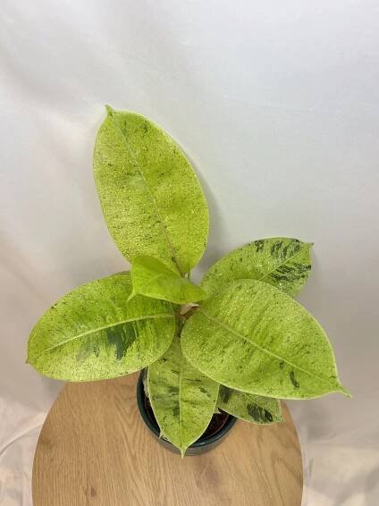 Ficus elastica ‘Shivereana’
