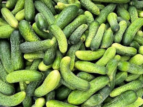 Types of Cucumber • Insteading