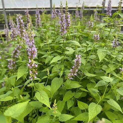 Agastache rugosa 'Little Adder' (Anise Hyssop)