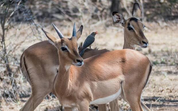 bezplatná Základová fotografie zdarma na téma aepyceros melampus, Afrika, antilopa Základová fotografie