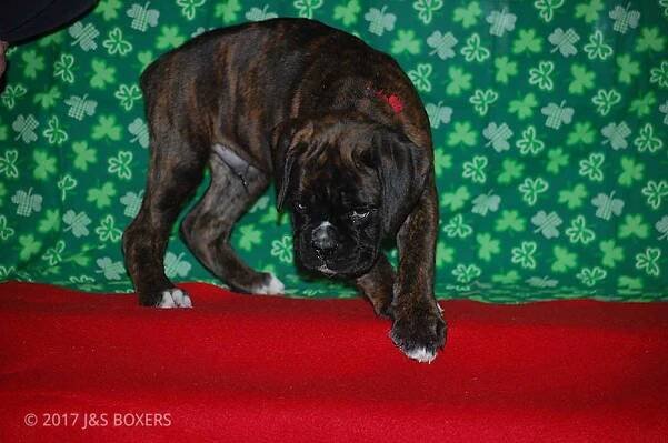 Nikita-Russh Puppies – J &S Boxers | Champion European (Euro) German & American Boxer puppy for sale