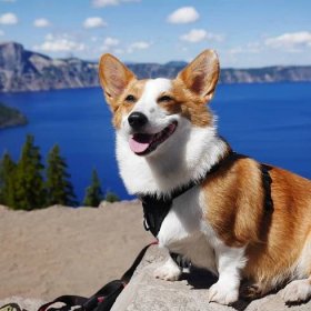 Welsh Corgi Breed Information: What You Really Need to Know