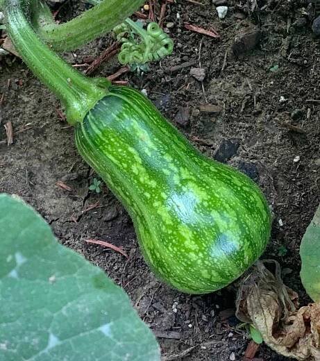 A young, newly pollinated honeynut squash.