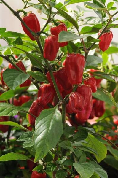 Sweet Heat Pepper