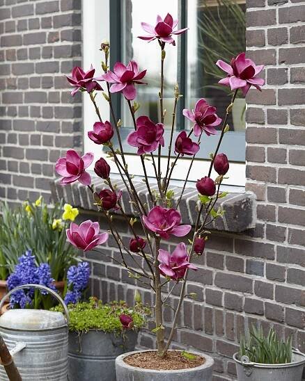 The bijou garden beauty: Magnolia ‘Genie’
