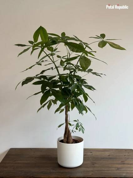 Money Tree Plant on a wooden table