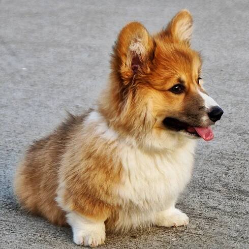 Corgi Pedigrees