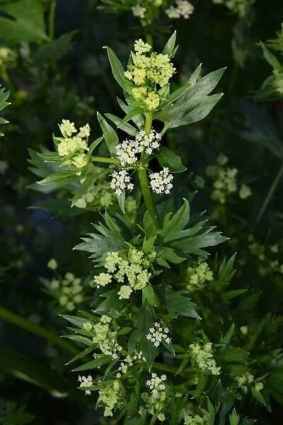 Obrázek - Apium graveolens var. secalinum (celer listový) | BioLib.cz