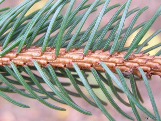 Smrk ztepilý - Picea abies, větve, větévky