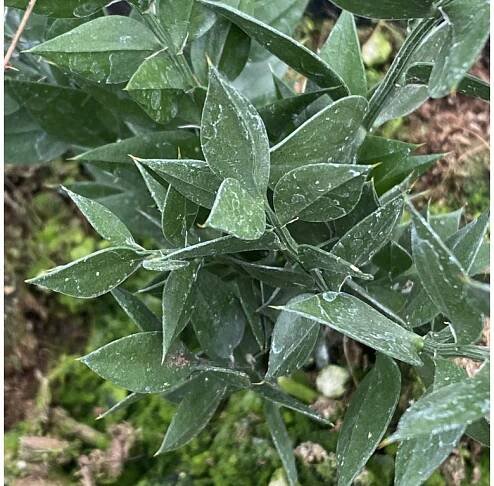 Ruscus aculeatus - listnatec pichlavý