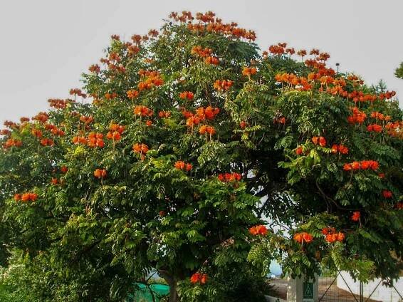Spathodea campanulata - Acacia LLC