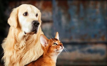 Pes nebo kočka? Jak souvisí povaha majitele s chovem domácího mazlíčka?