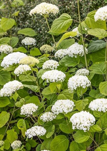 Hydrangea Strong Annabelle
