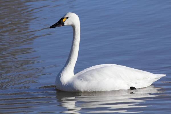 Zwergschwan