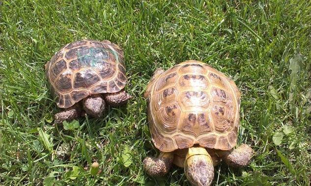 Marginata | Testudo horsfieldii – želva stepní