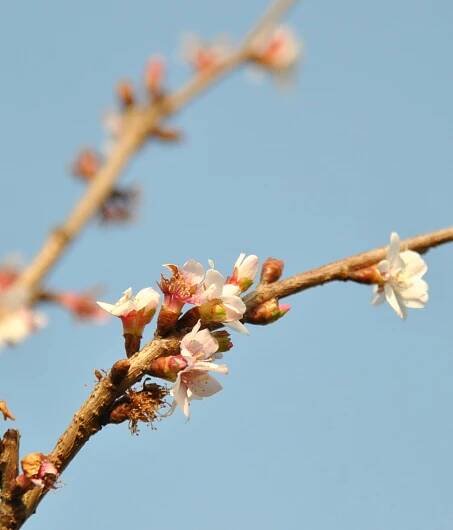 Prunus incisa 'February Pink'