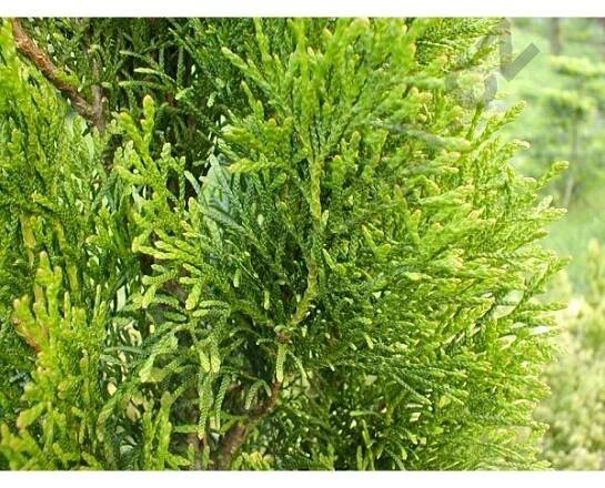 Thuja occidentalis Smaragd 100 - 120 CM - Ploty Ostrava