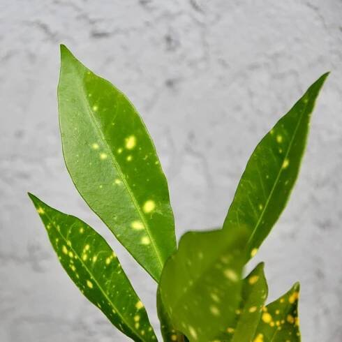 Kroton Codiaeum variegata baby