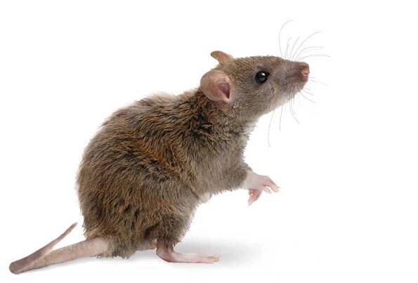 Closeup mladý potkan (Rattus norvegicus) stojí na zadních nohách a vzhlédl. izolované na bílém pozadí — Stock obrázek
