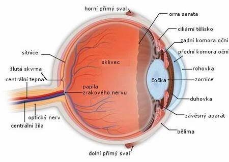 Diabetická retinopatie (číslo 1 - 2 / 2013) | Archiv | Odborné články | FLORENCE - Odborný časopis pro ošetřovatelství a