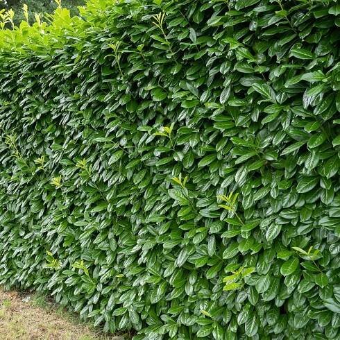 Laurowiśnia Caucasica Novita 1 ks Sazenice Květináč