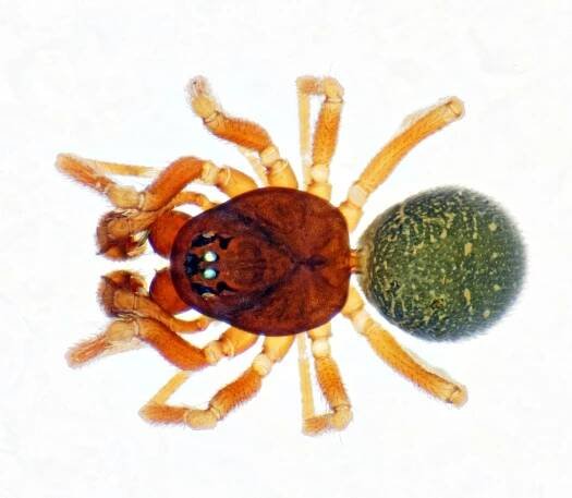 Micrargus