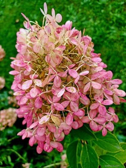 Hortenzie latnatá (Hydrangea paniculata)