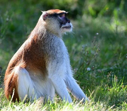 NOVÝ SAMEC KOČKODANA HUSARSKÉHO | Zoo Olomouc - Svatý Kopeček