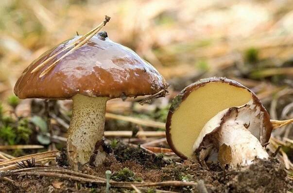 Klouzek obecný (Suillus luteus)