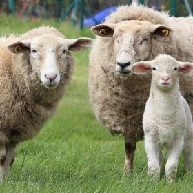 Ovce – nejužitečnější domácí zvíře - ovce
