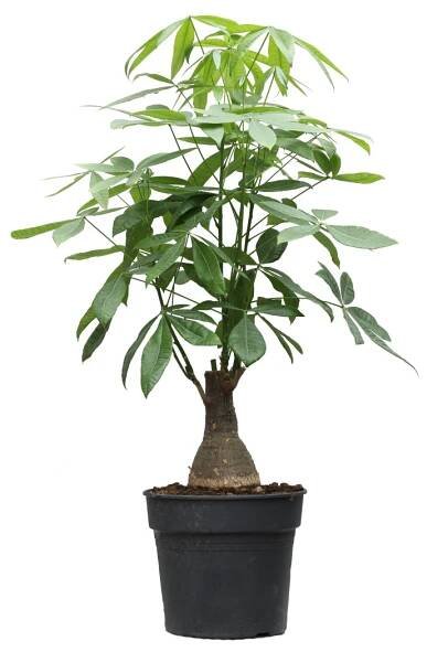 Pachira vodní květináč 35cm, bonsai (113010286) | Truhlikov.cz 