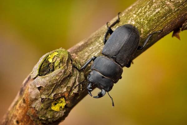 Roháček kozlík (Dorcus parallelopipedus)