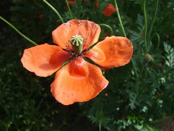 makovité- PAPAVERACEAE – PlantaNaturalis.com