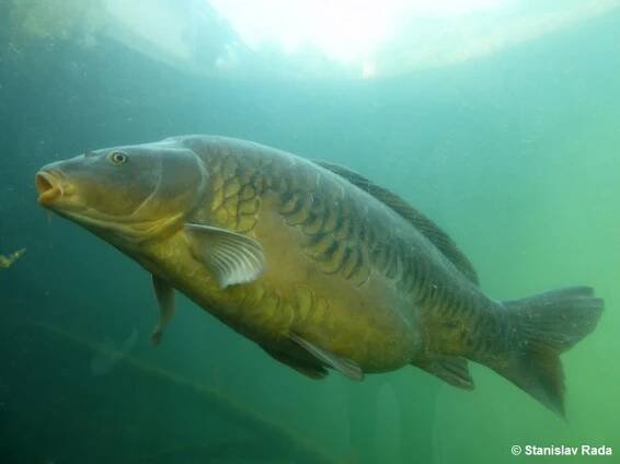 Cyprinus carpio - kapr obecný | Cyprinidae - kaprovití | Natura Bohemica