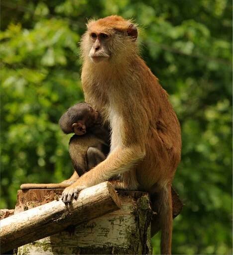 Zelená výstava - Zoo Olomouc
