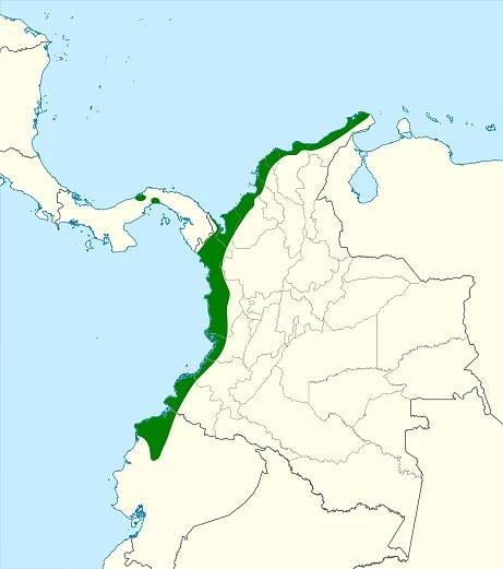 Colombian crake