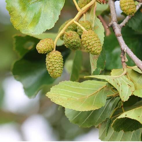 Olše šedá - Alnus incana - osivo olše - 8 ks