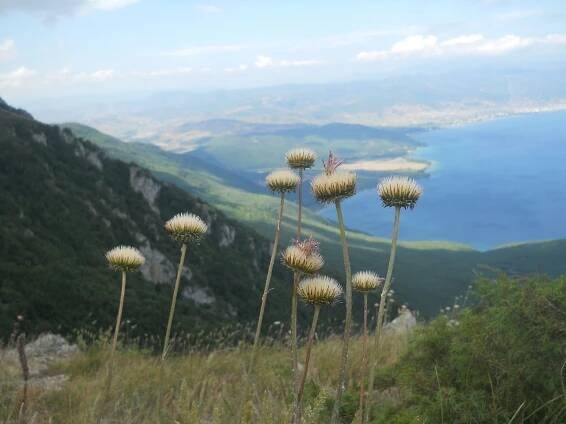 Eastern Alpine and Dinaric Society for Vegetation Ecology | 35th EADSVE Meeting – Ohrid 2013