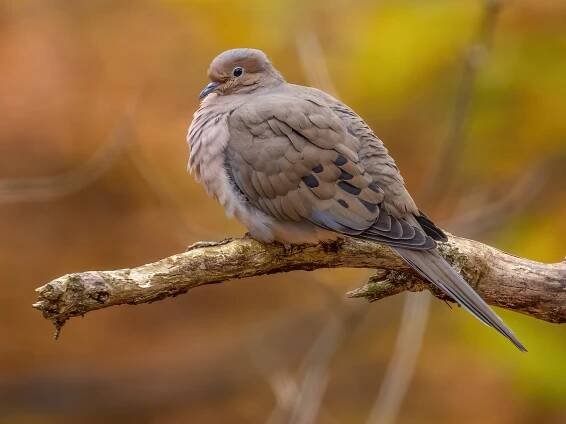  - Mourning Dove