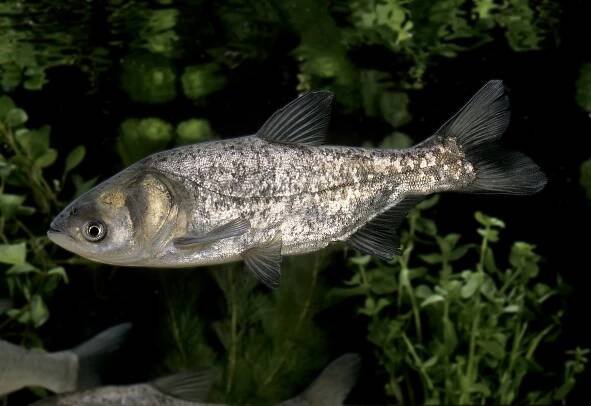 Tolstolobik bílý (Hypophthalmichthys molitrix) – slowmotiongli / Shutterstock