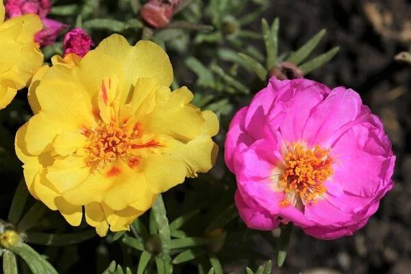 Mechová Růže Portulaca Grandiflora - Fotografie zdarma na Pixabay
