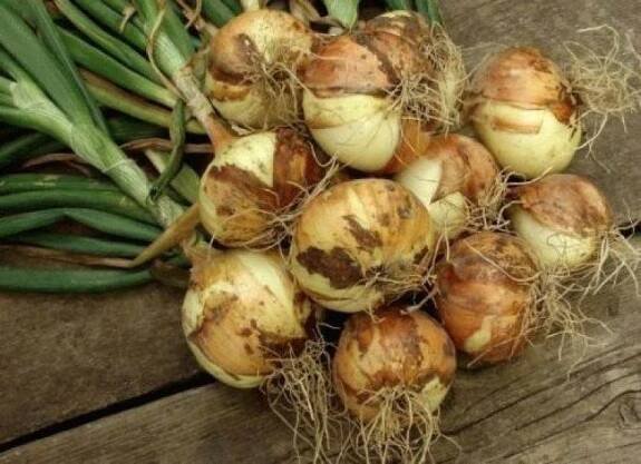 Popis odrůdy cibule Sturon, vlastnosti pěstování a péče