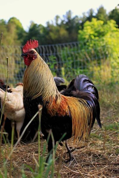 Chickens The Wild Way — Home 