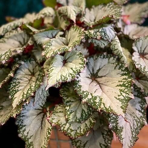 The 12 Best Leaf Begonia Plants That Thrive Indoors – Koppe Begonia