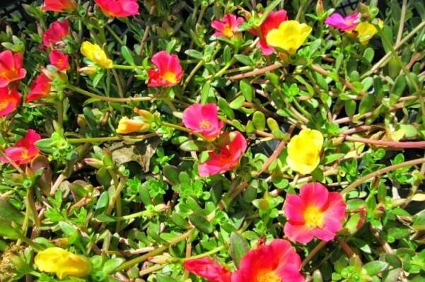 Sonya - Druhy portulaky
