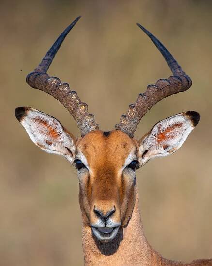 AFRICA — Mogens Trolle